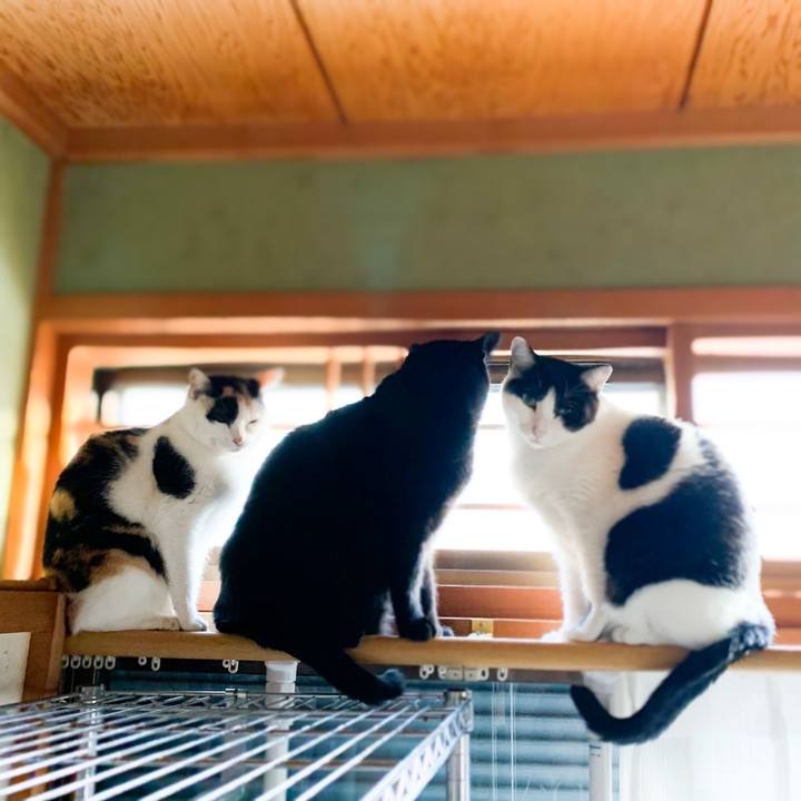 D6248a34 332d 4e76 9a77 83c569d67096 1576547254614