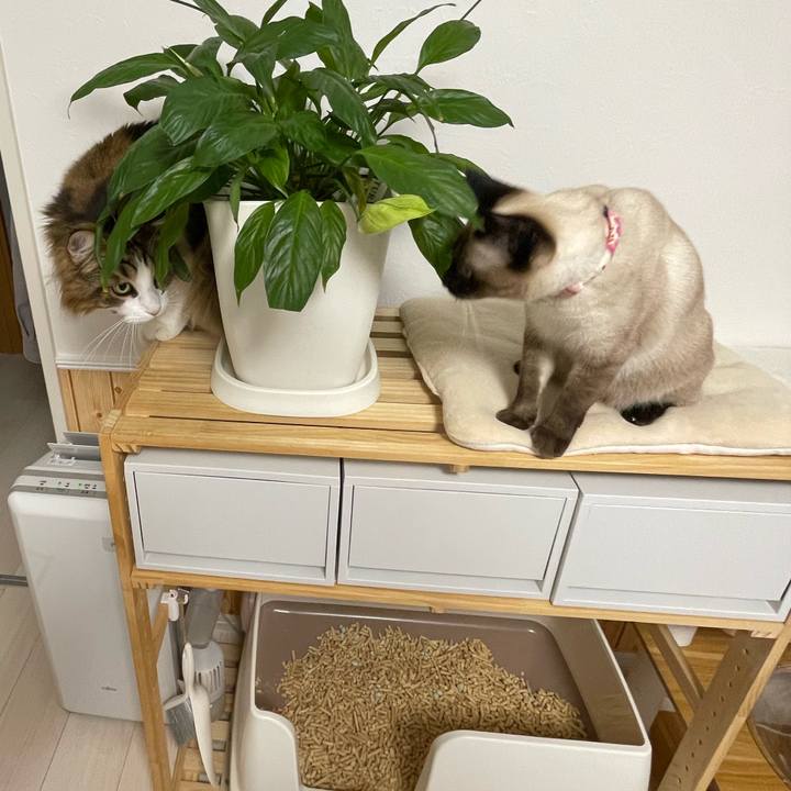 D6288b57 b261 43c5 989b aca42d376a36 1716234827709