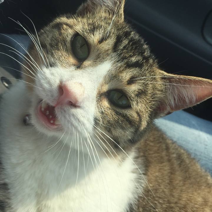 D62a57fc ca71 40ec abef 128fbe6497c2 1521939146549