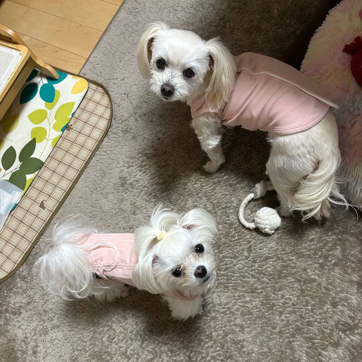 D62ae9df a04b 415c b610 9159a25f178a 1765787303365