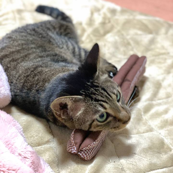 D62b9337 ebbe 462f b106 843bc8038728 1582420779523