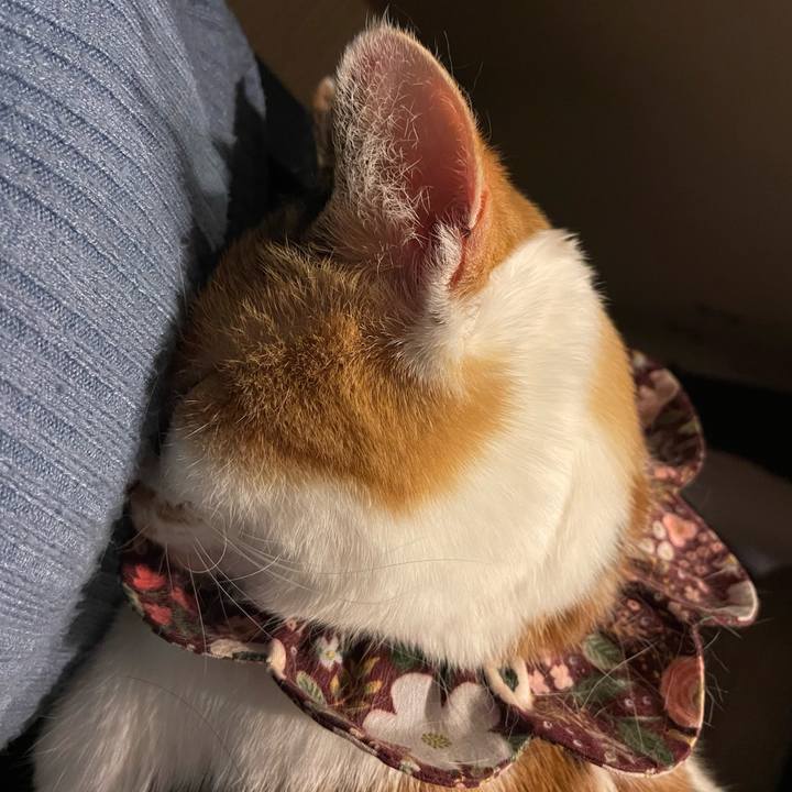 D62cc897 0c5f 46f0 acc7 b6f64688ec3d 1741184885943