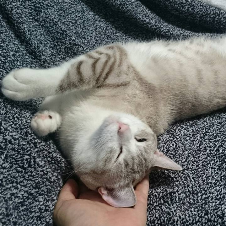 D633016a 766e 4b96 b7a2 7f4c391a3db4 1539404757128