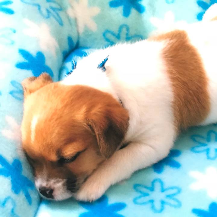 D637c503 e0bb 4f06 b83e 35e89aef16d9 1525046472367