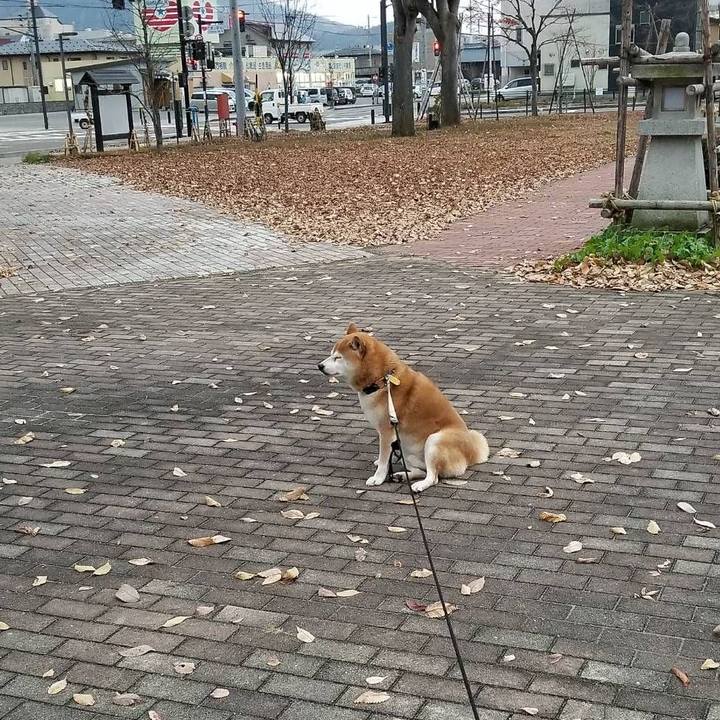 D6384fdd c69e 49b7 b58e f7498b9730b9 1574838145672