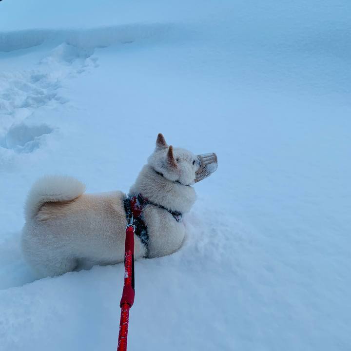 D63e00a3 f6c0 4d17 9308 e54d99236fb9 1642902404614