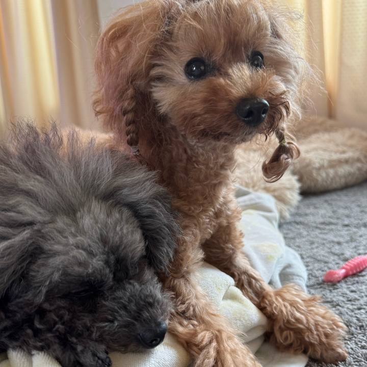 D6417d55 98de 4f9a 8434 36d63a5aa5b1 1761437660389