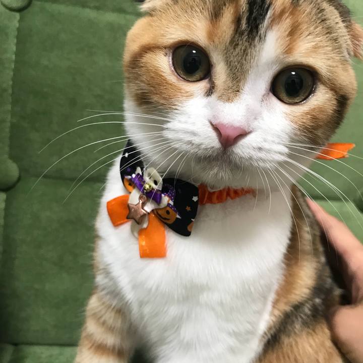 D6496bf4 e147 4a88 9f4b 565773b90250 1509242278742