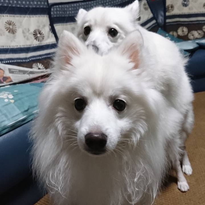 D64fc020 2128 491f 893f 87943598034c 1578040087240