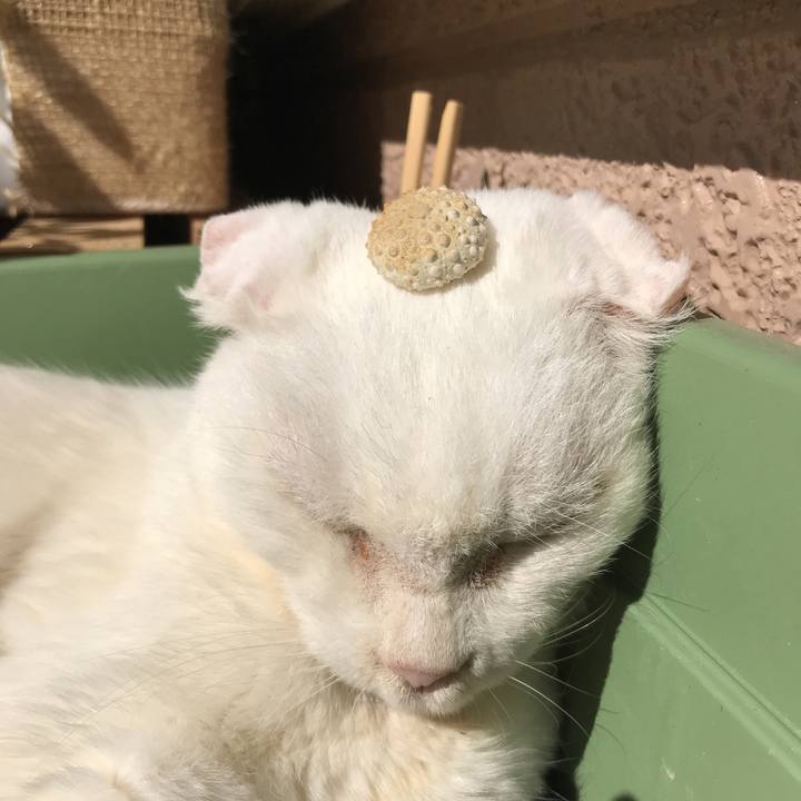 D65226eb 5073 421a ad36 ef7edec9c784 1519952891913