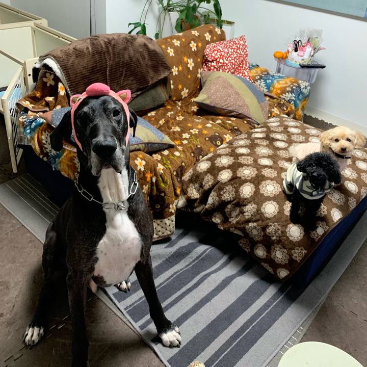 D65286f2 45d0 42fb b7e3 6c9863cdbcfb 1546255597084