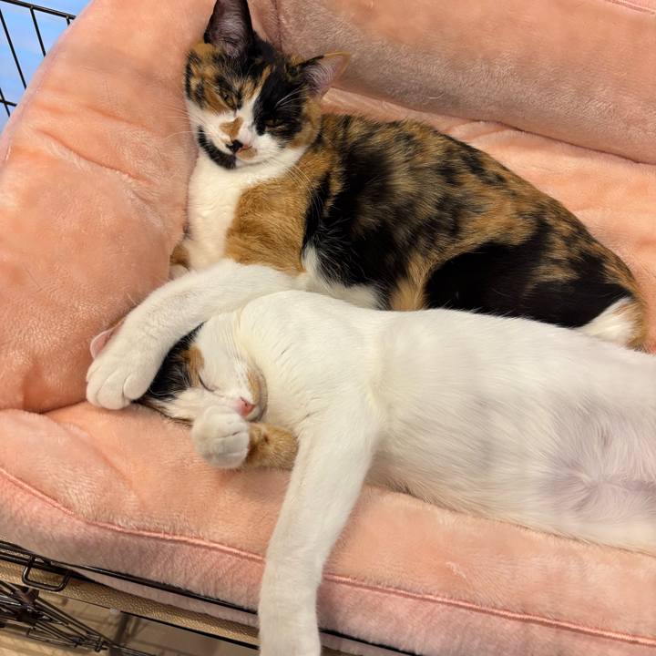 D656930e 550b 4ee9 80f4 a434fd3fea68 1770623072369