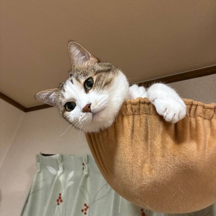 D65901b3 6a68 41af 875a 46709baa5901 1753632968082