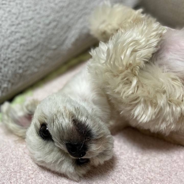 D65d566d 31f8 4a1e 9787 31d0780c3810 1584012431394