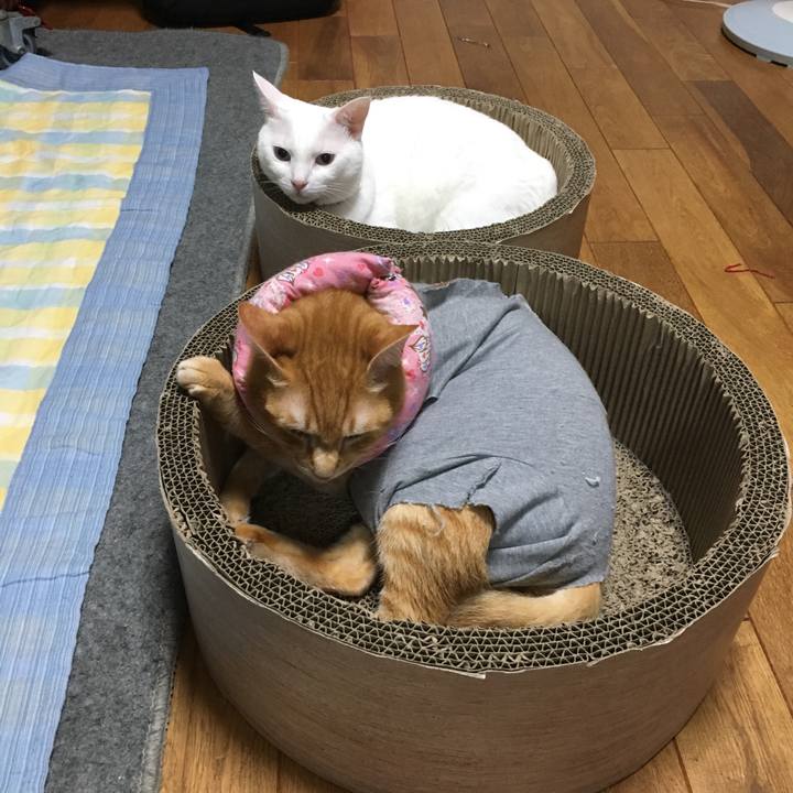 D65ee985 e6b2 4fbc 880b 862817016cda 1530893339372