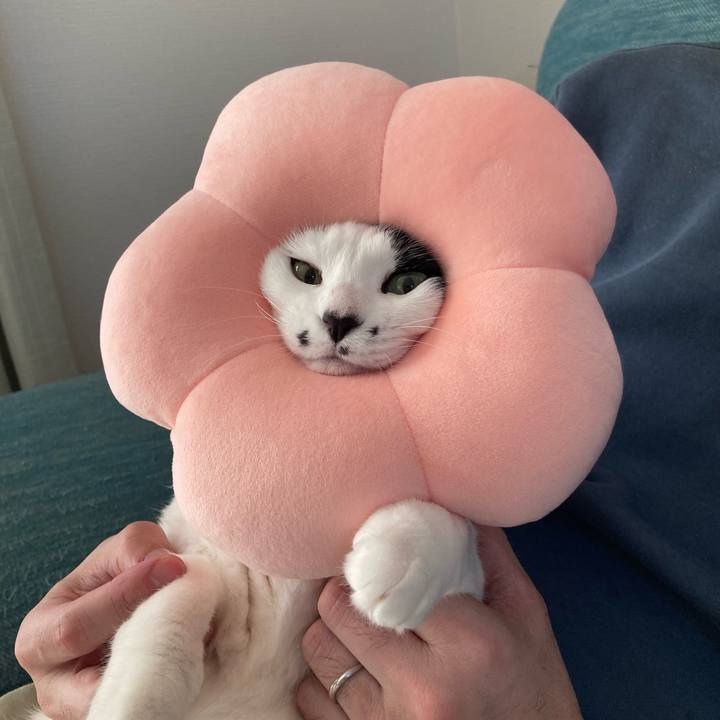 D65f6766 094b 4682 a11c 0786e144438f 1766905110806