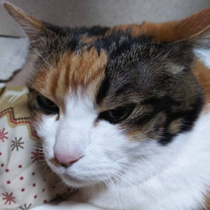 D660ca28 2c66 490b af9c f64afb3654d6 1549848231233