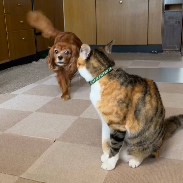 D665d818 30a0 44cf aafa d7da5720bbc3 1687214017882