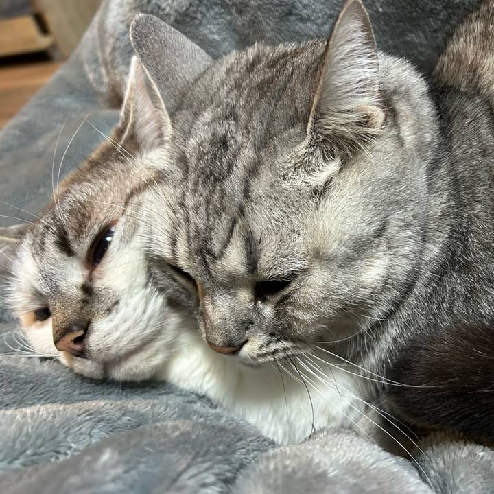 D66f5863 f87c 40b7 a823 7d6c529e64eb 1740908027628