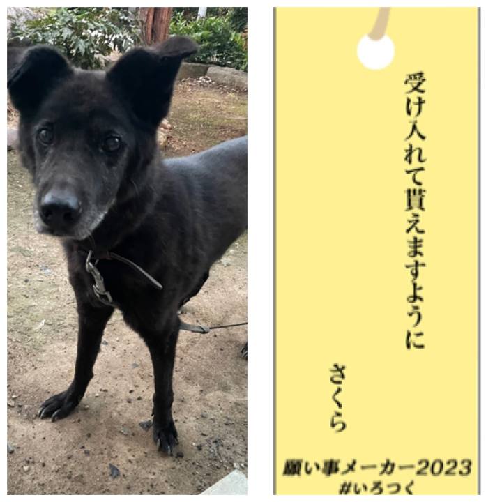 D66f70e8 592b 49bd 851d 04eed620f3bd 1688638783206