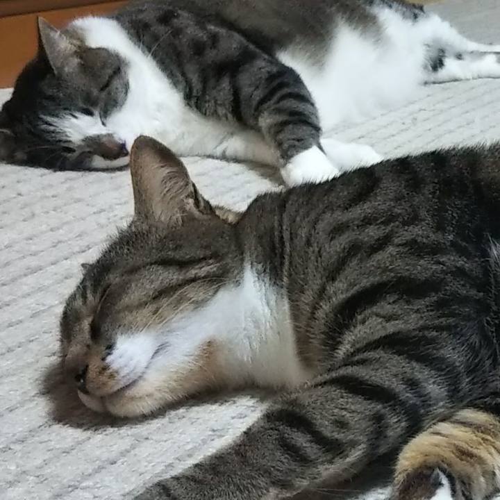 D66fb4d7 002e 4ba4 9bd0 3a82432b0d80 1621333751856