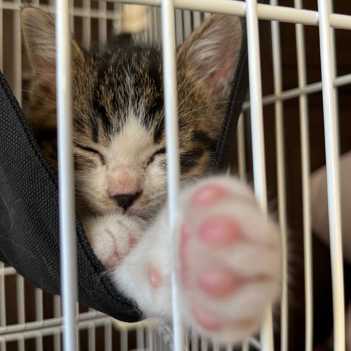 D66fc9ee 43bc 494d a243 491e03124045 1764396267092