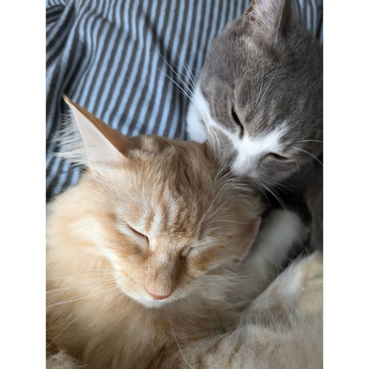 D674959d 6b09 4a08 a529 04edd8de587a 1730517238440