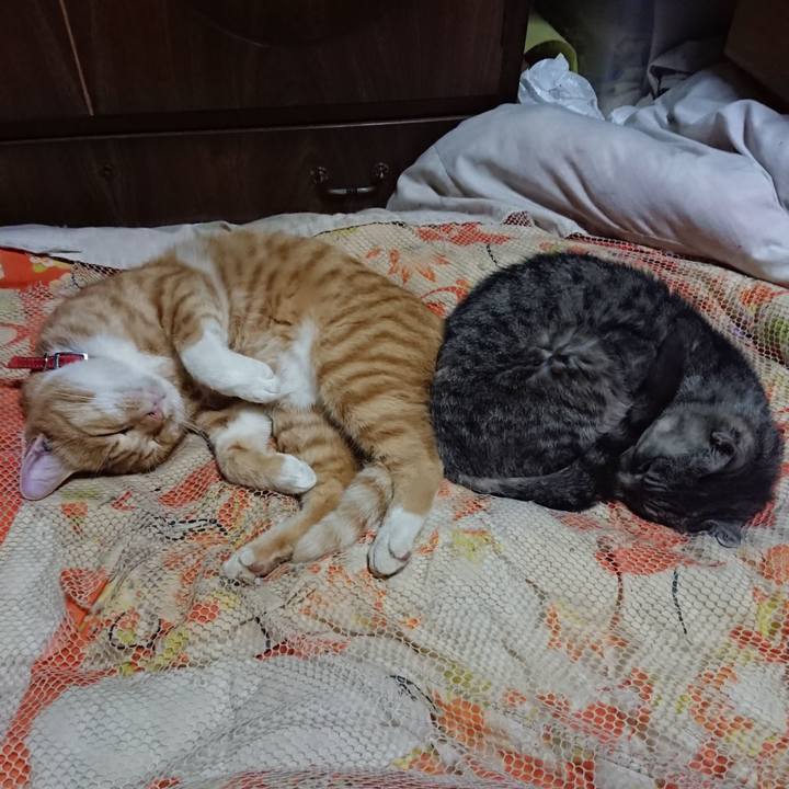 D6753a4c 1d74 454c 9489 6f9546f164dc 1571835023968