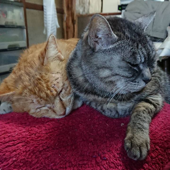 D67a1c36 f60d 4115 ac53 8c643d551994 1550989398496