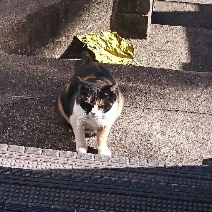 D68048b5 679f 4ed7 af84 a1d790afcb9c 1513479257412