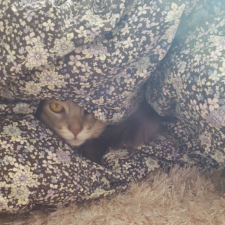 D680cd4d f61e 4d3f 944f d85240dad2a1 1576817639517