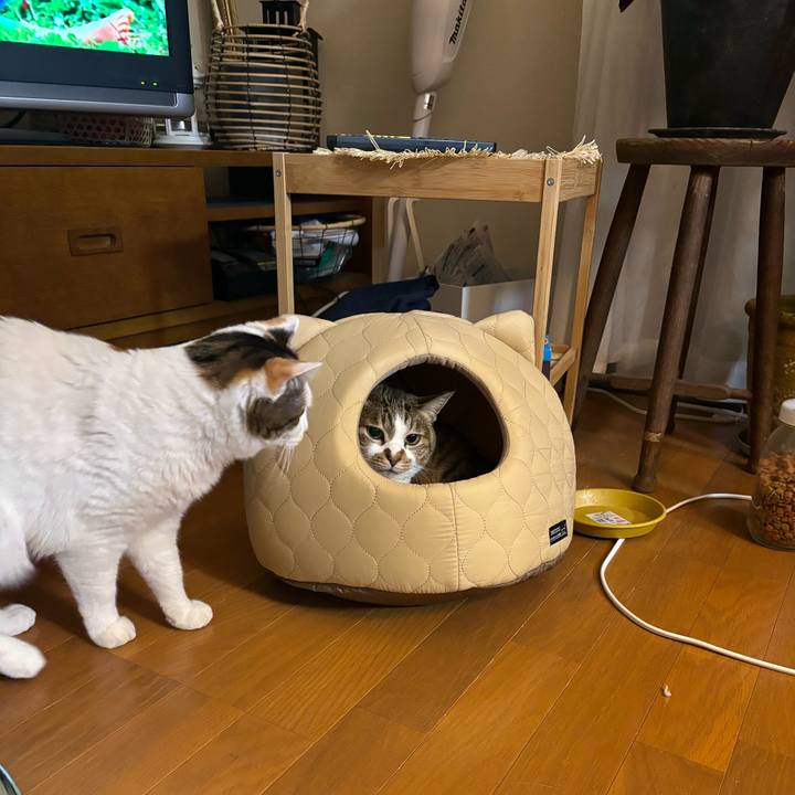 D68298de 369b 4dfa 9754 bd3e7673d1d7 1707396707834