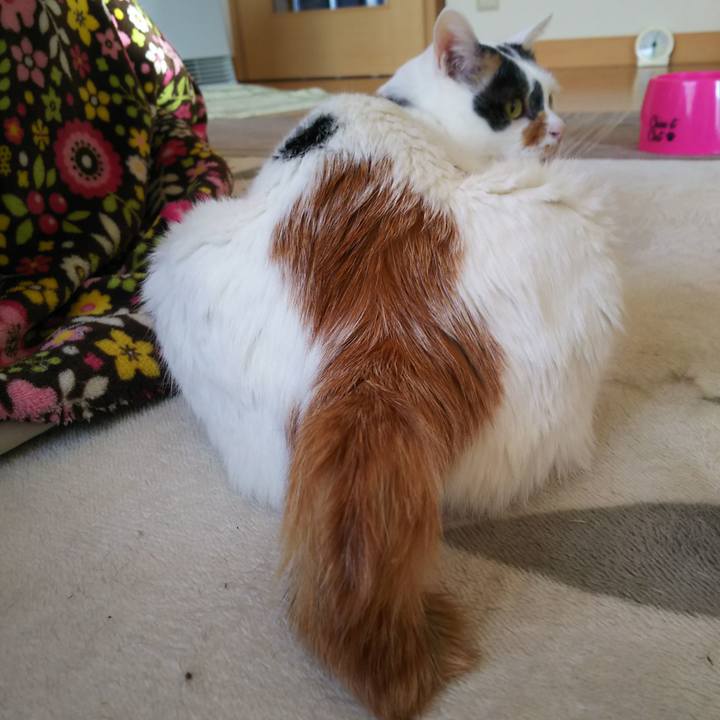 D685e8cd 4254 4ca6 b40b 44e90e8ea9f2 1550791913503