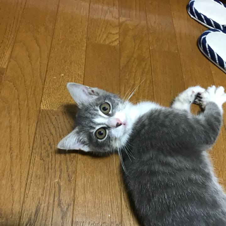 D686f366 6484 48f5 8c85 9f09df8f6d74 1530148431373