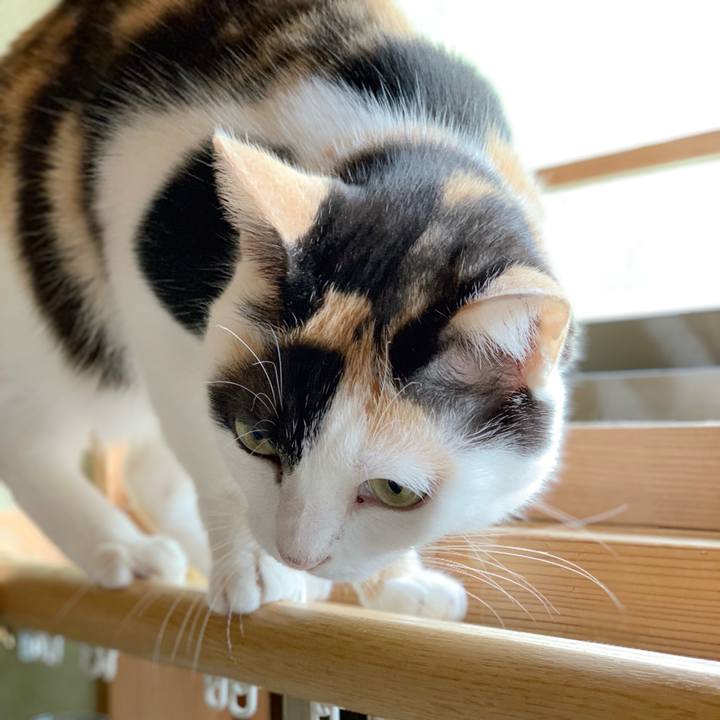 D6884394 a42e 4c94 93cd 13cb7f4f33e3 1540348791162