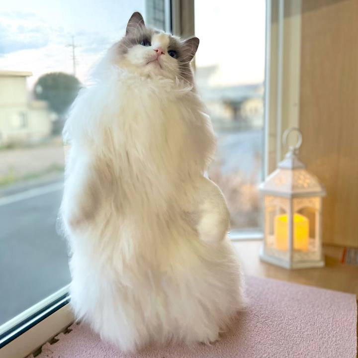 D68b4310 91a6 4006 9e30 a36c97b5b79d 1642276448262