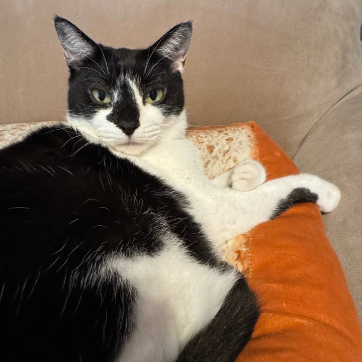 D68cfe7a 58f4 49d2 a5b6 714c7b0f9635 1763164590282