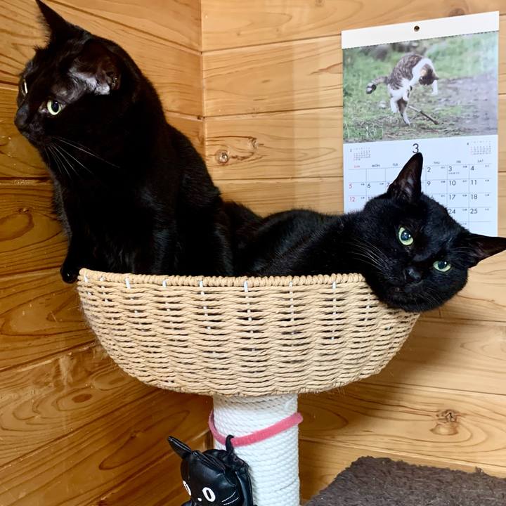 D68d4008 b849 4465 97ed cebb61e5276e 1679454469309