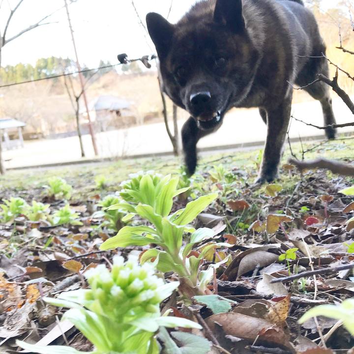 D692b10f 2dca 4c87 bc58 7a2d732c6837 1521326875313