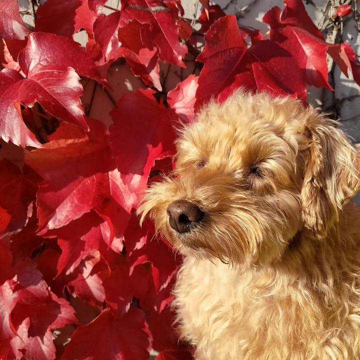 D693d529 73ff 4a98 803e c2d6c92e96d4 1602893016499