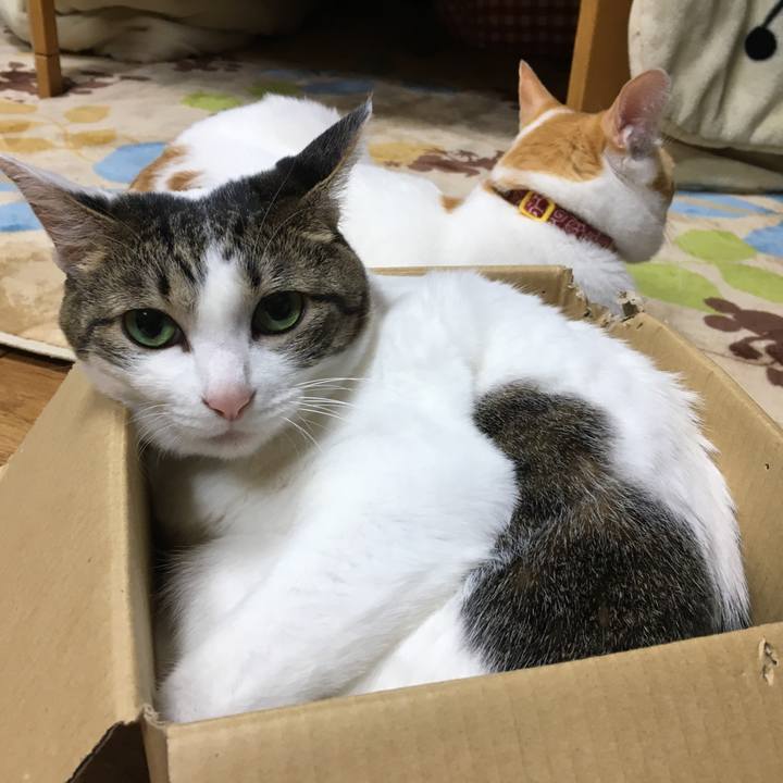 D697d9bb afca 4a16 a3d1 1c2a9f67ab9a 1512043655845