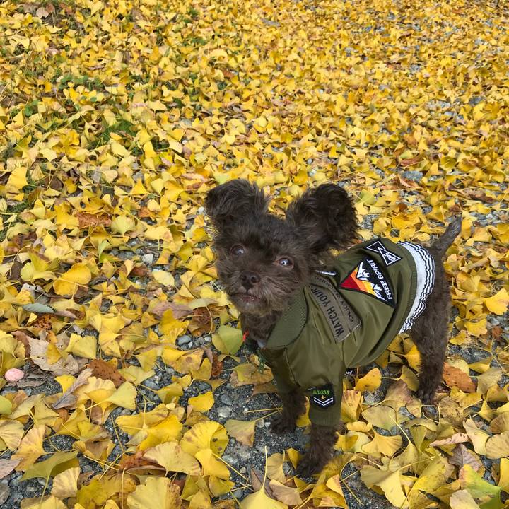 D6986d59 5aa2 4b90 9a92 687de406c0ab 1509779566124