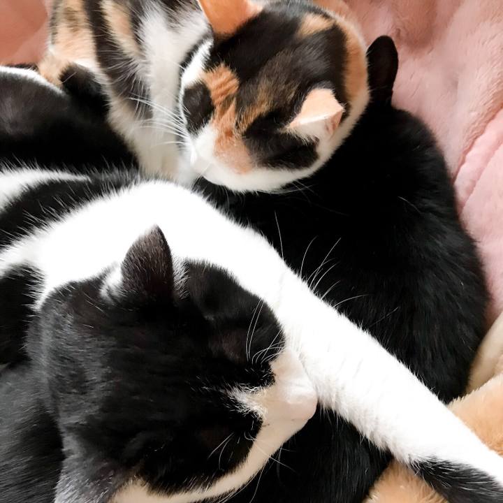 D69d16c0 1903 4393 af0e a8e99b4aea4a 1511847369365