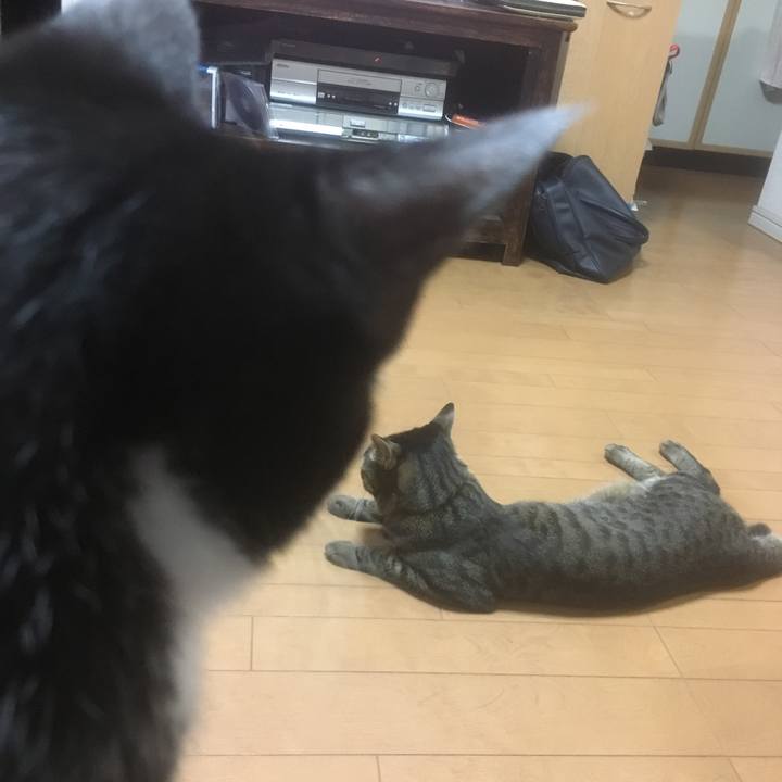 D6a26833 76b7 4f61 a4c1 8d5f53e148d4 1508394299807