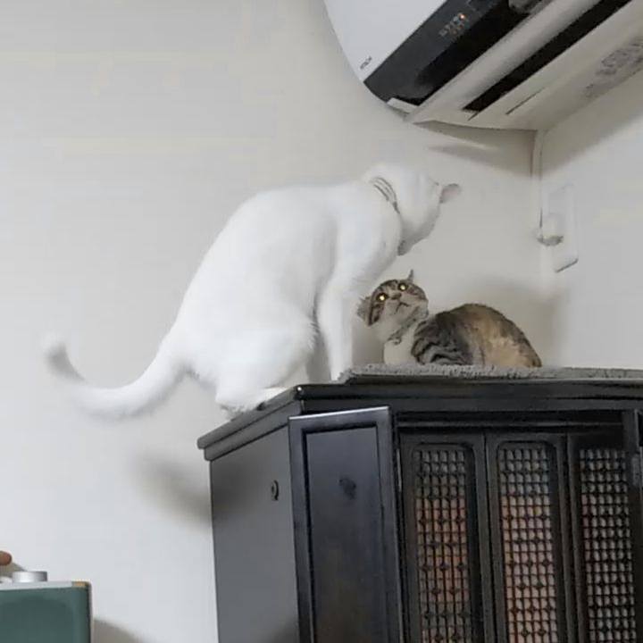 D6ab61ea b39b 4f6c 8868 a9d5c8582c73 1628671457896