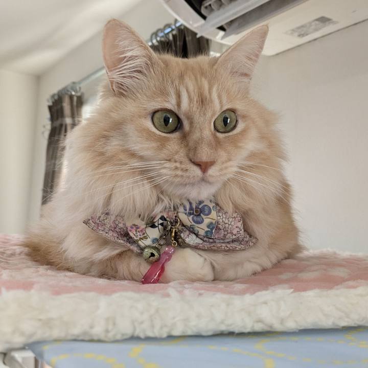 D6ae4cf1 55d6 490a 90e2 432ac58067a8 1767400951346