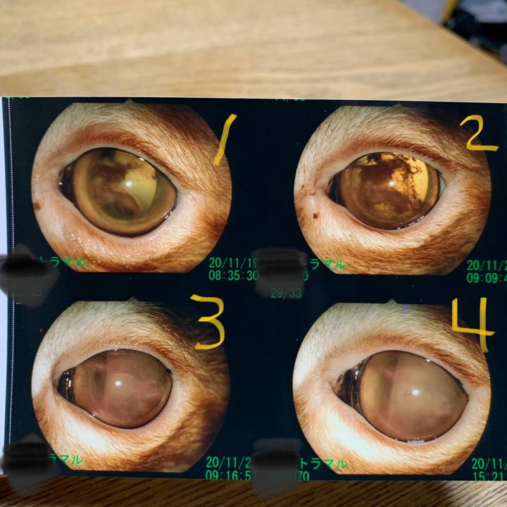 D6b3d323 1e0c 40ab a73c 9a7ec7dd6b58 1606748969470