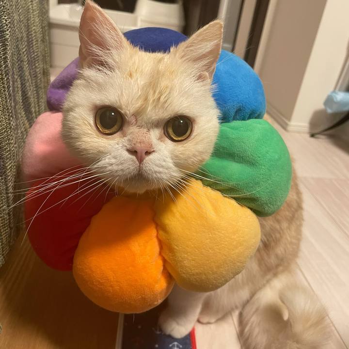 D6b4c283 f358 4e6c 85e2 e6af2a357551 1765537479668