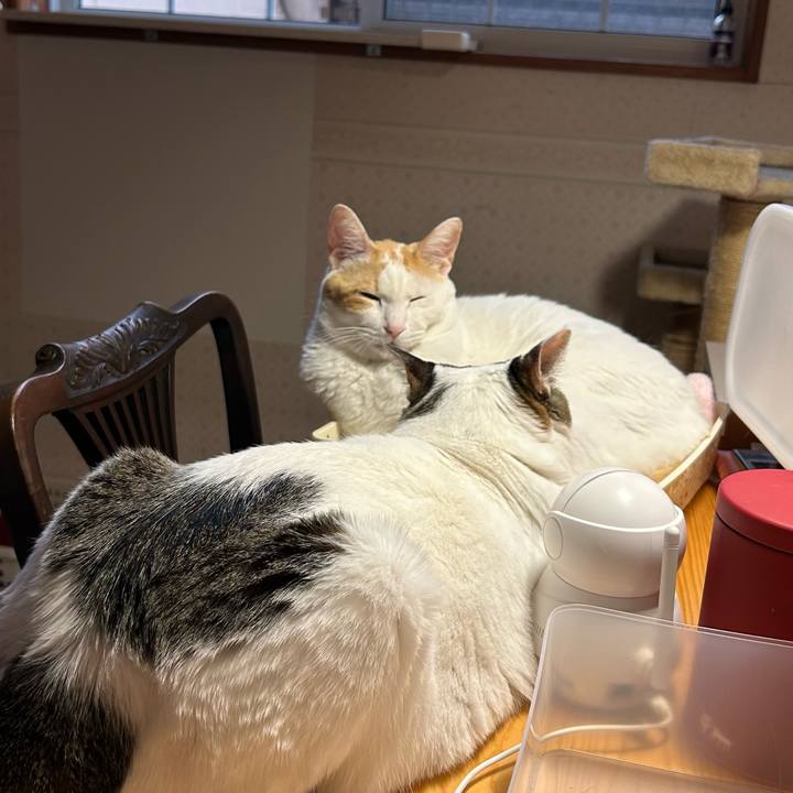 D6b54e0a 392b 4a57 a685 137456016e7a 1680469718992