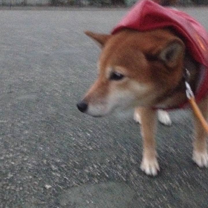 D6b6d413 fe60 47b5 a28b d5d376728319 1509782376931